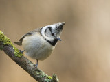 Parus cristatus