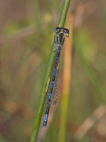 Coenagrion mercuriale