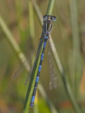 Coenagrion mercuriale