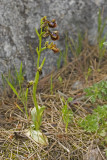 Ophrys speculum