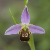 Ophrys apifera 