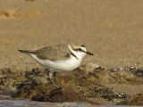 Charadrius alexandrinus