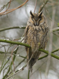 Asio otus