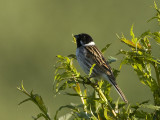 Emberiza schoeniclus