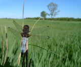 Libellula fulva