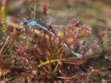 Enallagma cyathigerum op zonnedauw
