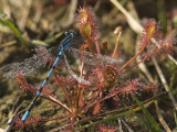 Enallagma cyathigerum op zonnedauw