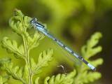 Enallagma cyathigerum
