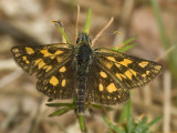 Carterocephalus palaemon