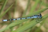 Enallagma cyathigerum