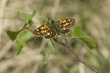 Carterocephalus palaemon