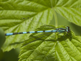 Coenagrion hastulatum