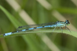 Coenagrion hastulatum