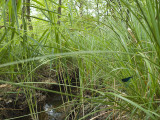Calopteryx virgo