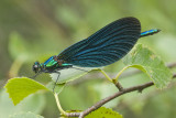 Calopteryx virgo