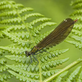 Calopteryx virgo