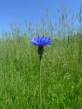 Centaurea cyanus