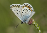 Plebeius argus