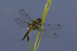 Libellula quadrimaculata