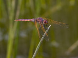 Trithemis annulata