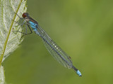 Erythromma najas