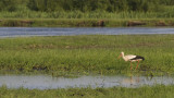 Ciconia ciconia
