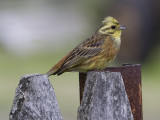 Emberiza citrinella