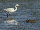 Casmerodius albus