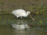 Platalea leucorodia