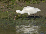 Platalea leucorodia