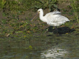 Platalea leucorodia