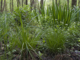 Elzenbroekbos