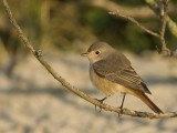 Phoenicurus phoenicurus