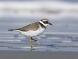 Charadrius hiaticula