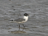 Larus sabini