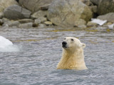 Ursus maritimus