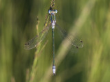 Lestes dryas