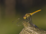 Sympetrum vulgatum