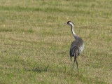 Grus grus