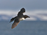 Uria lomvia