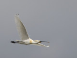 Platalea leucorodia