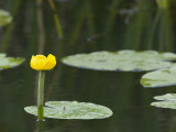 Nuphar lutea