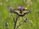 Papilio machaon