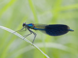 IMG_7795.jpg