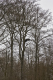 nest zwarte ooievaar