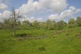Hoogstamboomgaard bij de Bellethoeve
