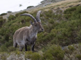 Capra pyrenaica hispanica