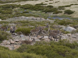 Capra pyrenaica hispanica