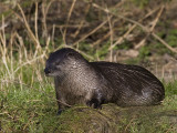 Lutra lutra