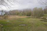 Boomkikkerhabitat in de Doort, Limburg